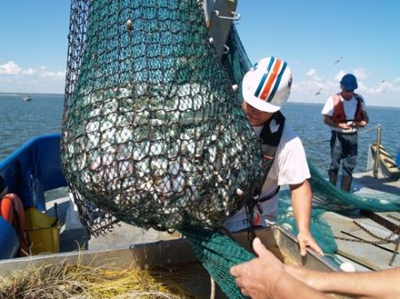 R/V Savannah crewman Chris Keene prepares to dump a load of shrimp and other marine life for inspection and study. 