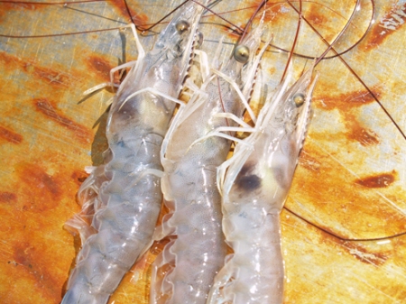 Three shrimp with black gill.  